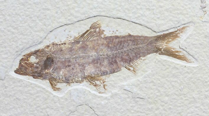 Detailed, Knightia Fossil Fish - Wyoming #57159